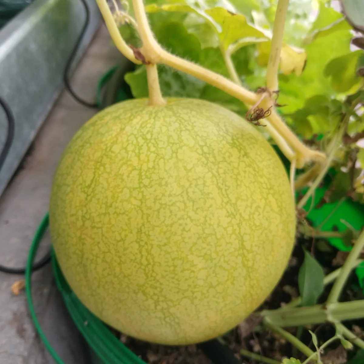 Gelbe Wassermelone 'Golden Midget' (Citrullus lanatus) Samen