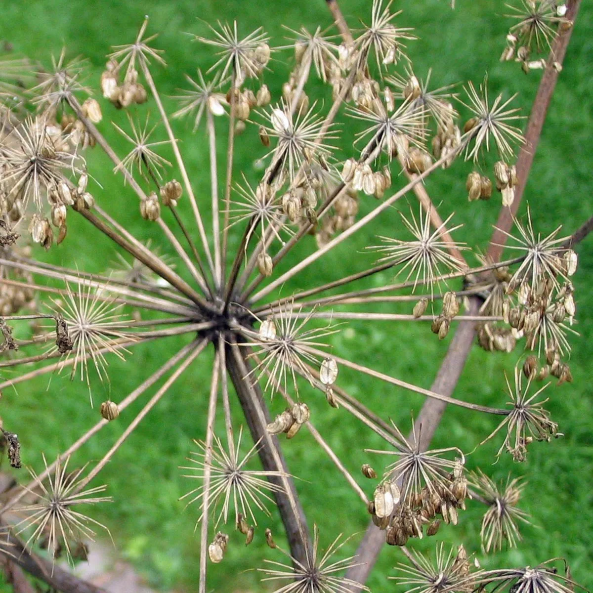 Echte Engelwurz (Angelica archangelica) Samen