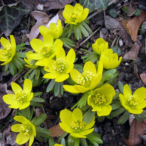 Blühende Winterlinge mit gelben Schalenblüten zwischen Falllaub