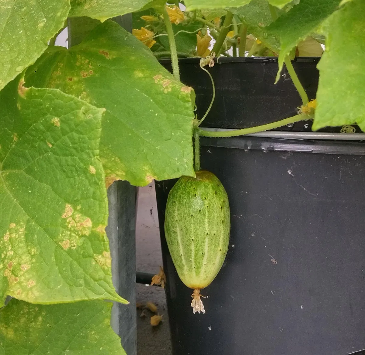Russische Braune Netzgurke 'Brown Russian' (Cucumis sativus) Samen