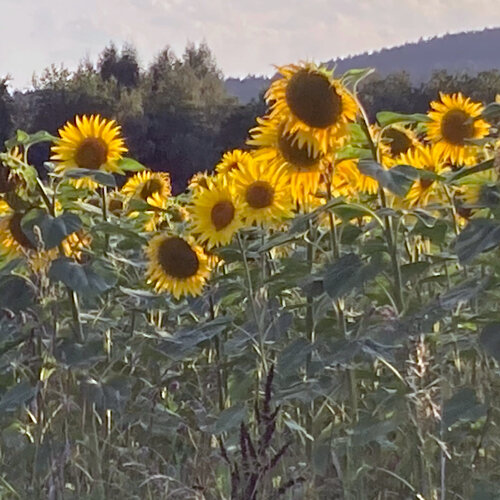 Blühende Sonnenblumen (Helianthus annuus) am Feldrand im Abendlicht