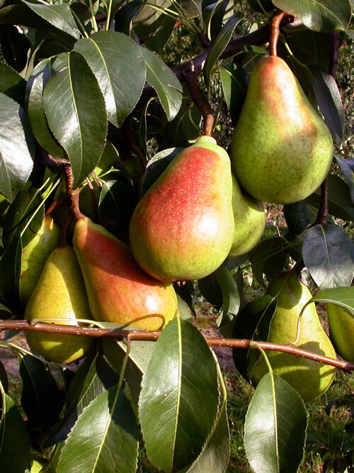 Reife Birnen mit roten Backen am Baum