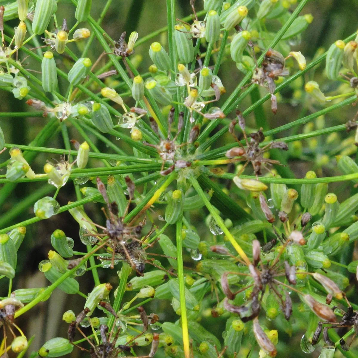 Grüner Gewürzfenchel 'Dulce' (Foeniculum vulgare) Bio Saatgut