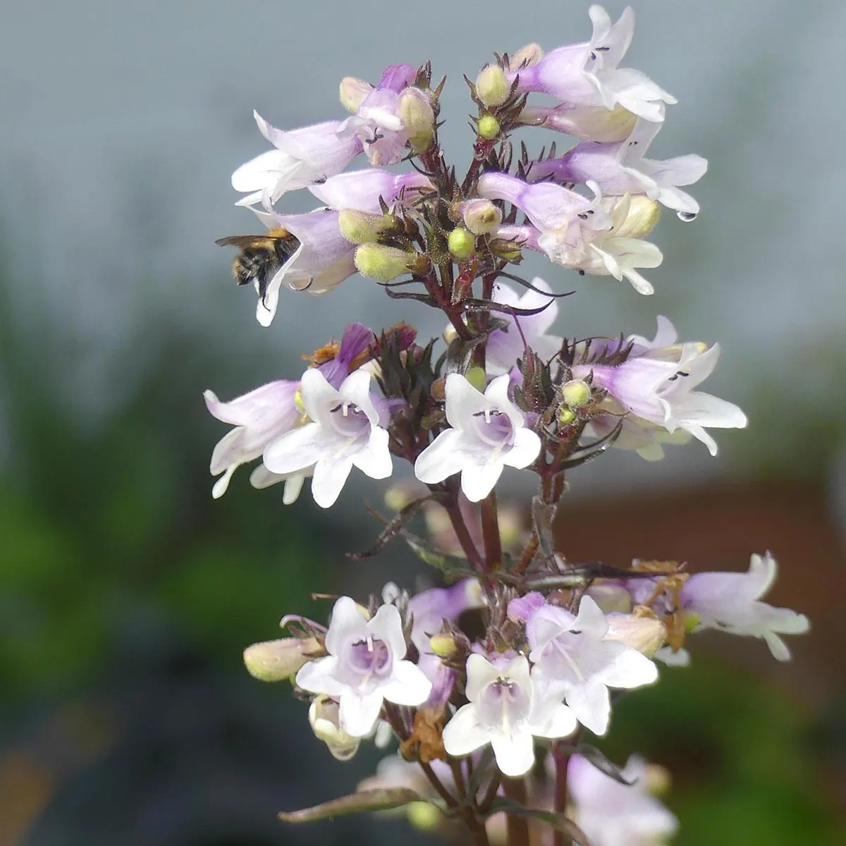 Fingerhutförmiger Bartfaden 'Mystica' (Penstemon digitalis) Samen