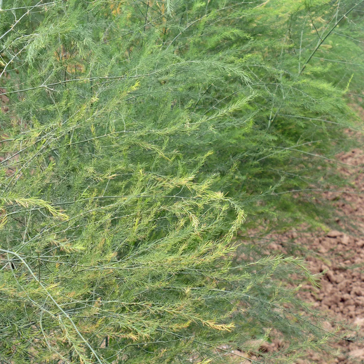 Weisser Spargel 'Ruhm von Braunschweig' (Asparagus officinalis) Samen