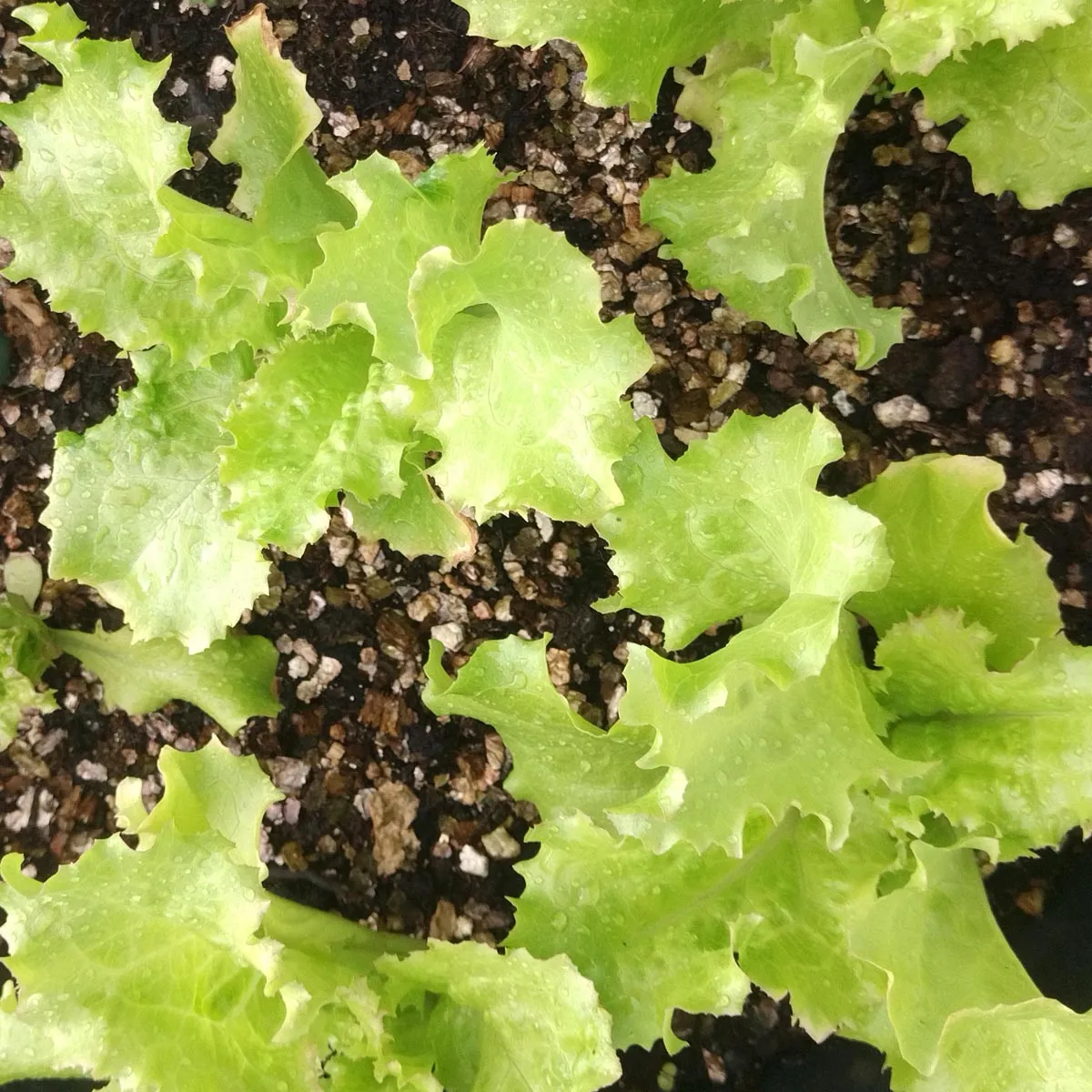 Bataviasalat 'Grazer Krauthäuptel' (Lactuca sativa) Samen