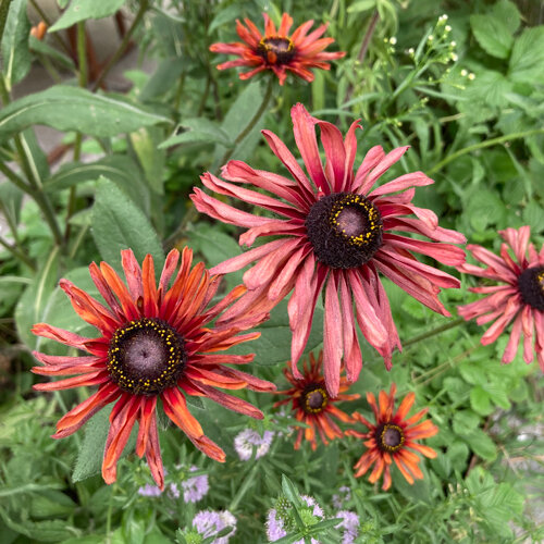 Rauer Sonnenhut (Rudbeckia hirta) mit altrosa bis kupferroten Blüten