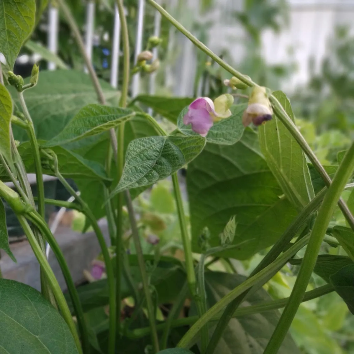 Filetbohne 'Delinel' (Phaseolus vulgaris) Samen