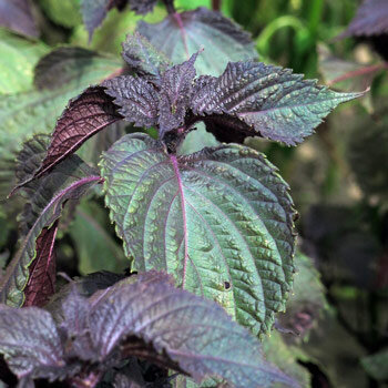 Shiso (Perilla frutescens) mit gezähnten, grün und violett gefärbten Blättern