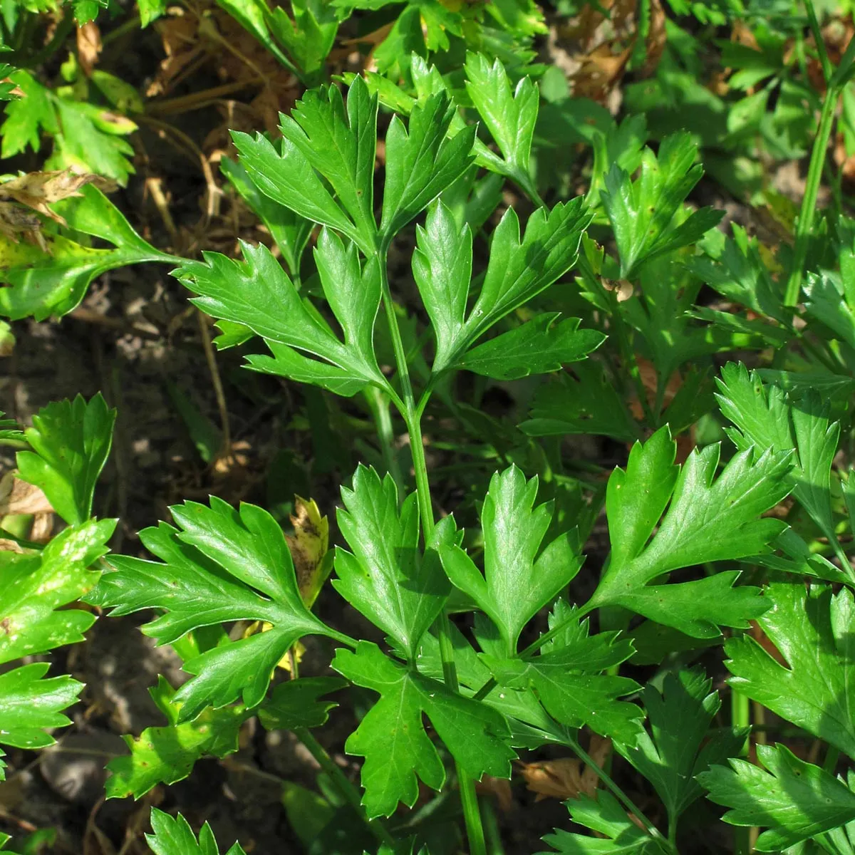 Italienische Glatte Petersilie 'Italian Giant' (Petroselinum crispum) Bio Saatgut