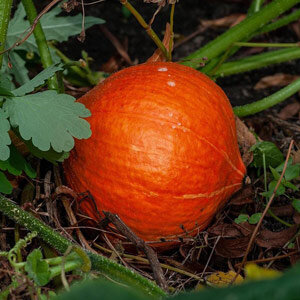 Hokkaido-Kürbis 'Red Kuri' (Cucurbita maxima), orangerote Frucht im Beet