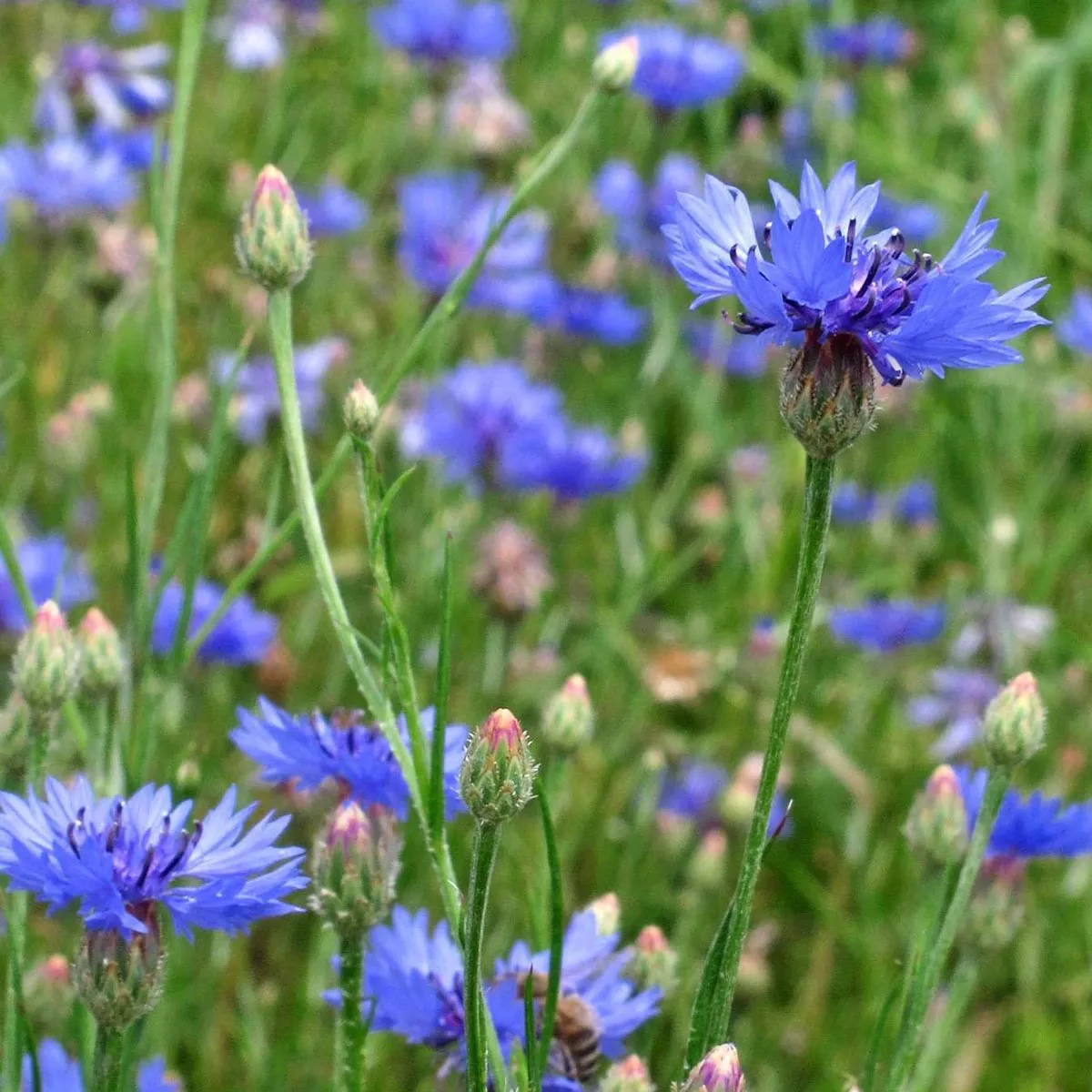 Wildblumen-Mischung (10g passend für ca. 5m² Fläche) Bio