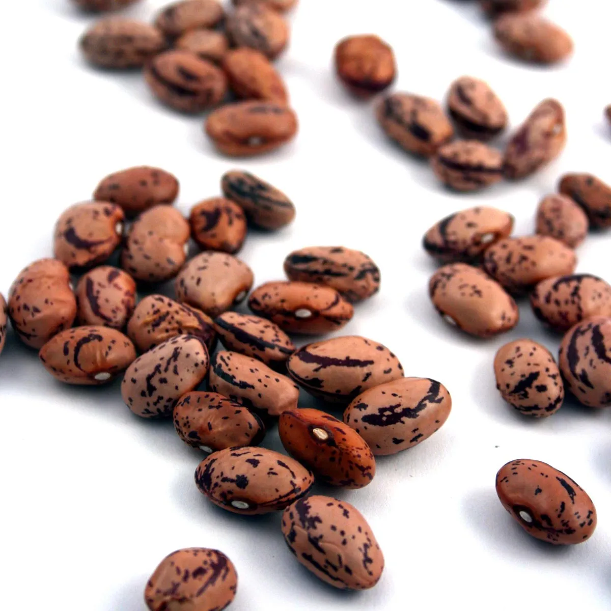 Stangenbohne 'Borlotto Lingua Di Fuoco' (Phaseolus vulgaris) Bio Saatgut
