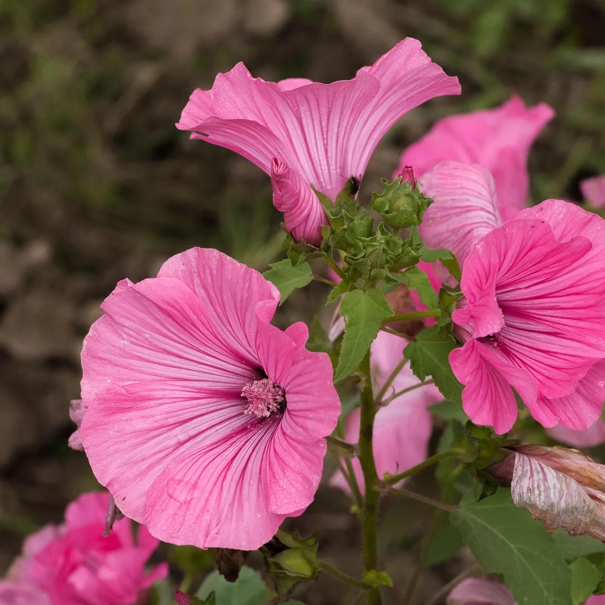 Bechermalve (Lavatera trimestris) Samen