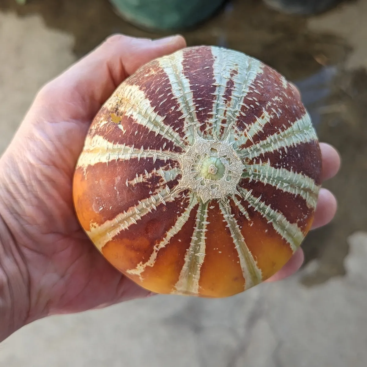 Honigmelone 'Kajari' (Cucumis melo) Samen