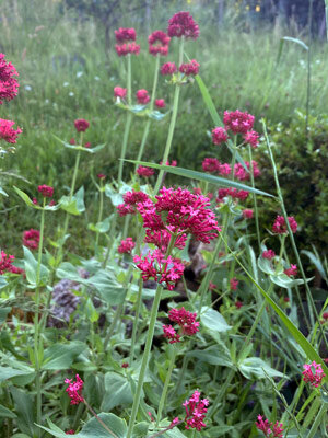 Rote Spornblume (Centranthus ruber) Samen