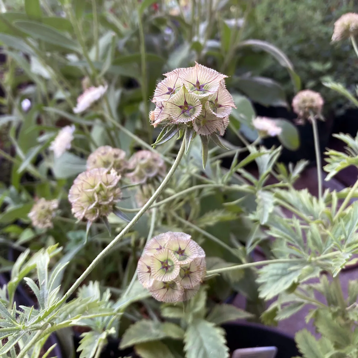 Stern-Skabiose 'Drumsticks' (Scabiosa stellata) Samen