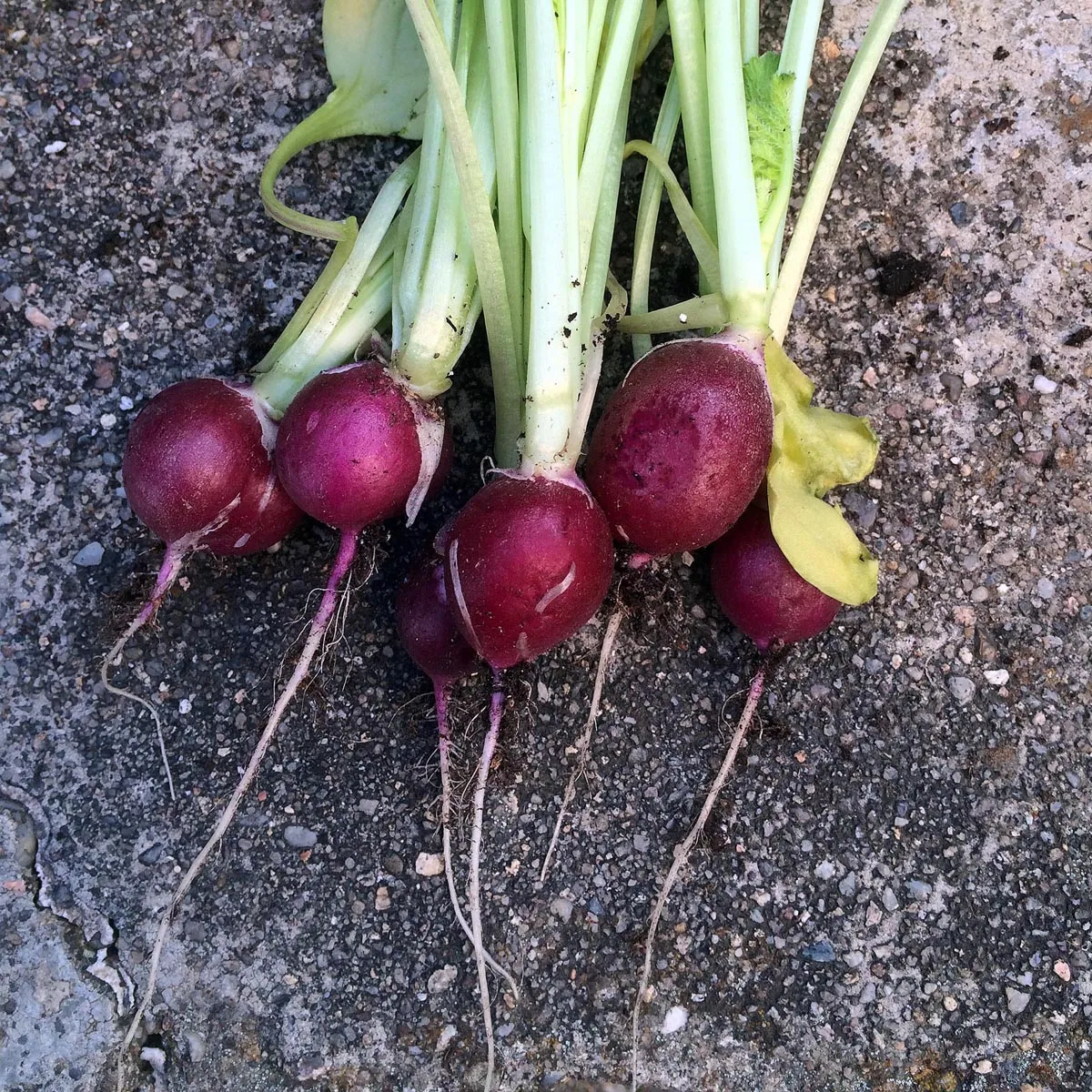 Radieschen 'Malaga' (Raphanus sativus) Samen