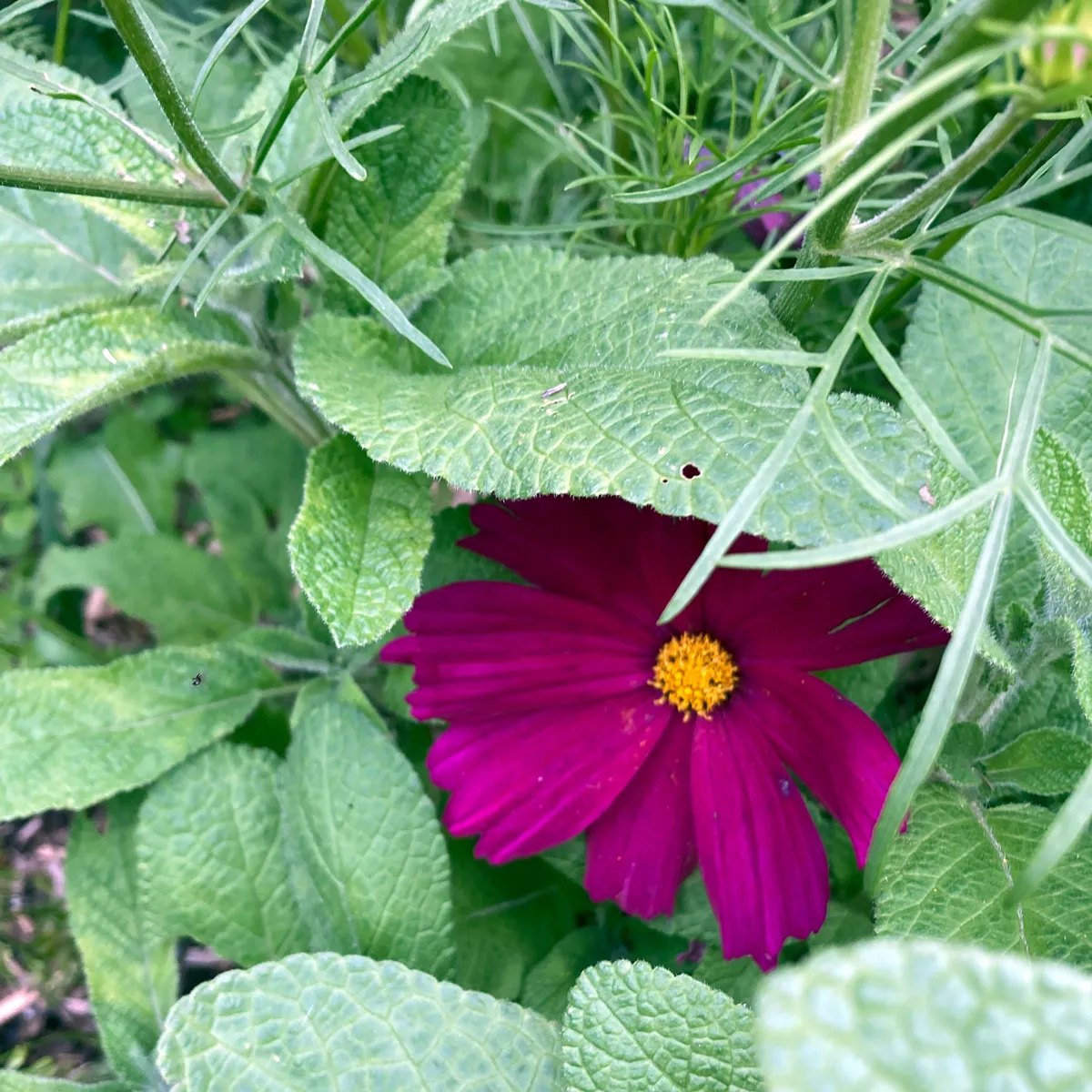 Karmesinrotes Schmuckkörbchen 'Sensation Dazzler' (Cosmos bipinnatus) Samen
