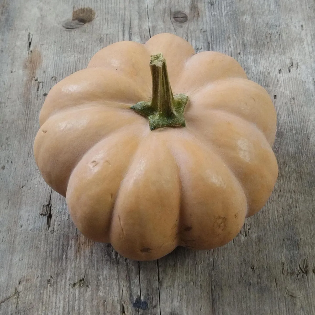 Muskatkürbis 'Muscade de Provence' (Cucurbita moschata) Samen