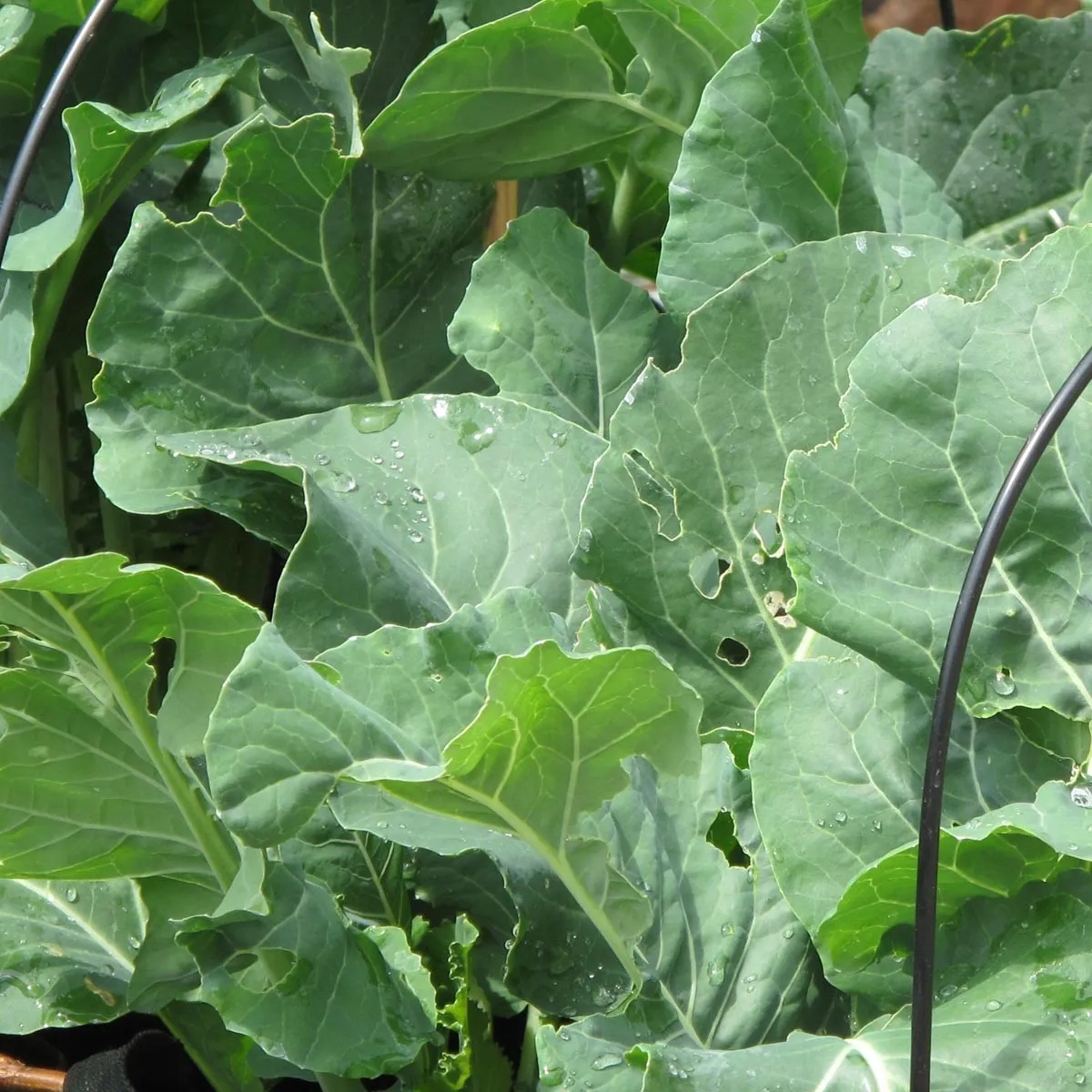 Brokkoli 'Calabrese' (Brassica oleracea) Bio Saatgut
