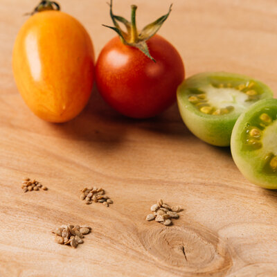 Verschiedene Tomatensorten