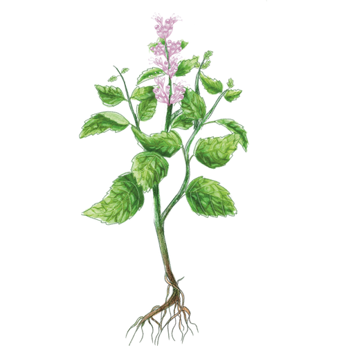 Minze-Arten