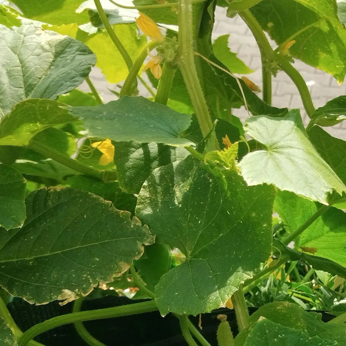Weisse Gurke 'White Wonder' (Cucumis sativus) Samen