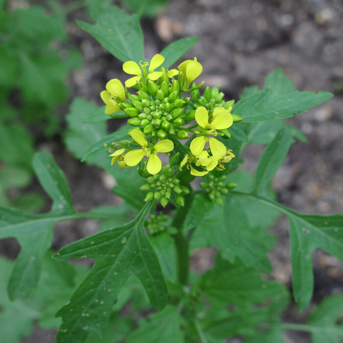 Gelbe Blüten und Knospen von Gelbsenf (Sinapis alba)
