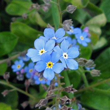 Wald-Vergissmeinnicht (Myosotis sylvatica) mit hellblauen Blüten und gelber Mitte