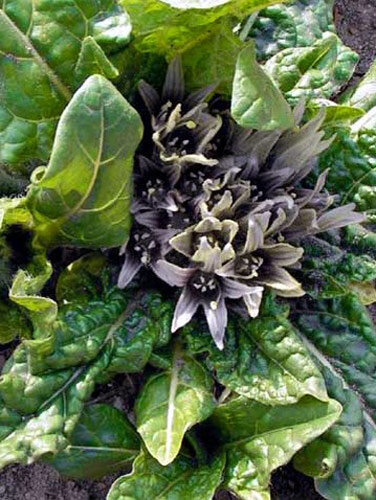 Alraune (Mandragora officinarum) mit blassvioletten Blüten in der Blattrosette