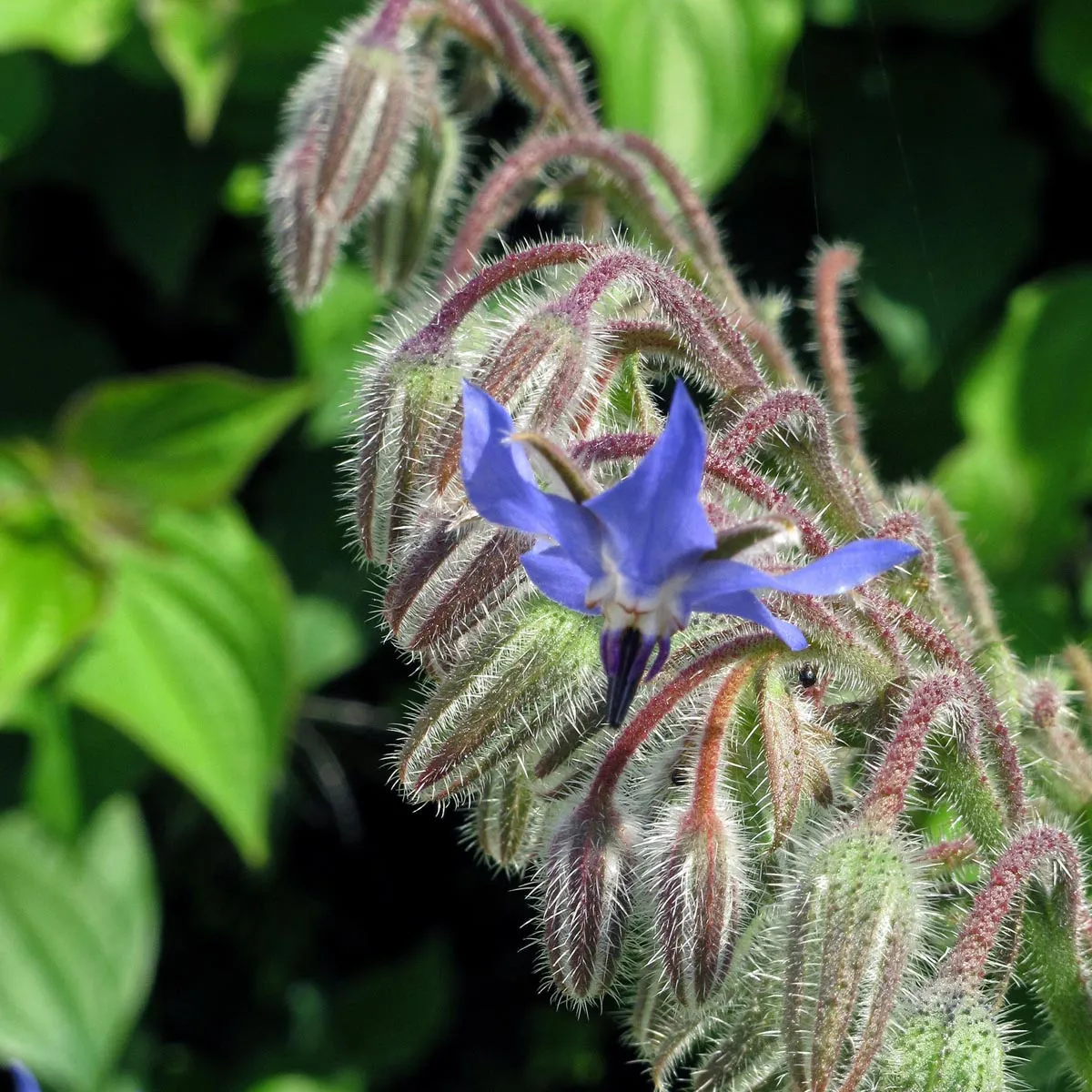 Borretsch (Borago officinalis) Samen