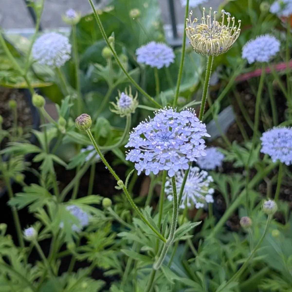 Blaudolde (Trachymene coerulea) Samen