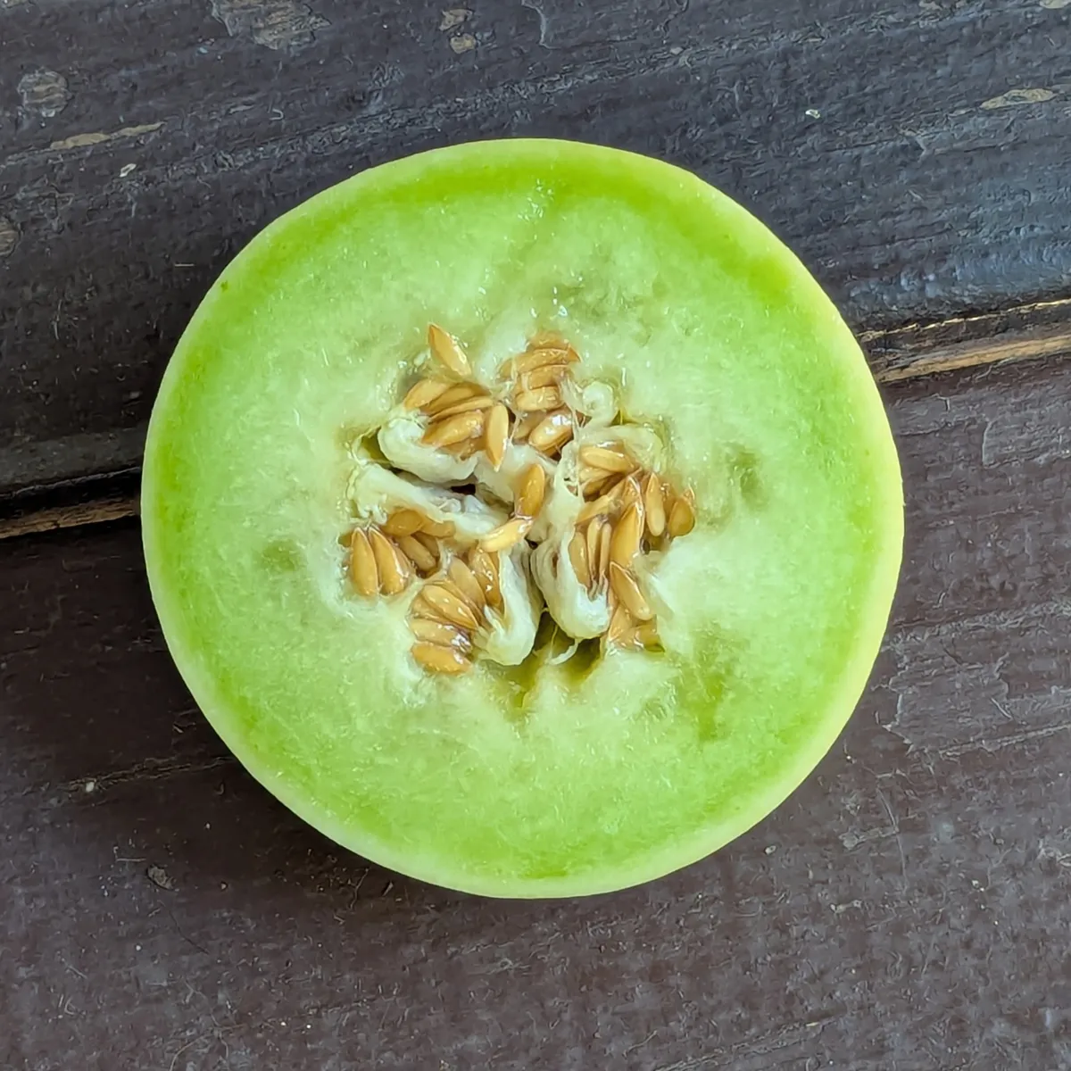 Honigmelone 'Oliwin' (Cucumis melo) Samen
