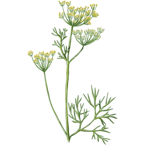 Dill Sorten
