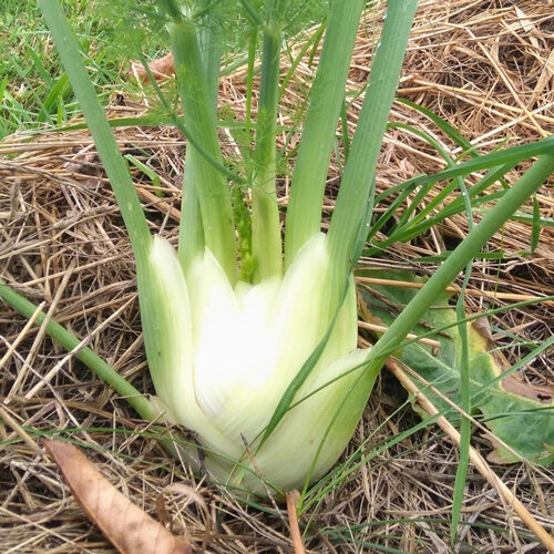 Knollenfenchel mit weißer Knolle im mit Stroh gemulchten Beet