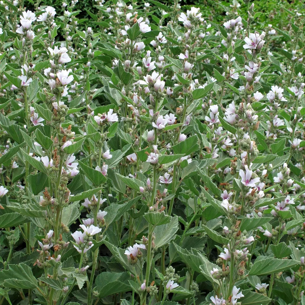 Echter Eibisch (Althaea officinalis) Samen