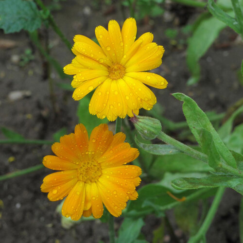 Zwei orangegelbe Ringelblumenblüten mit Regentropfen