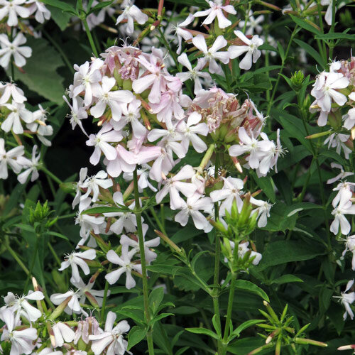 Echtes Seifenkraut (Saponaria officinalis) Bio Saatgut