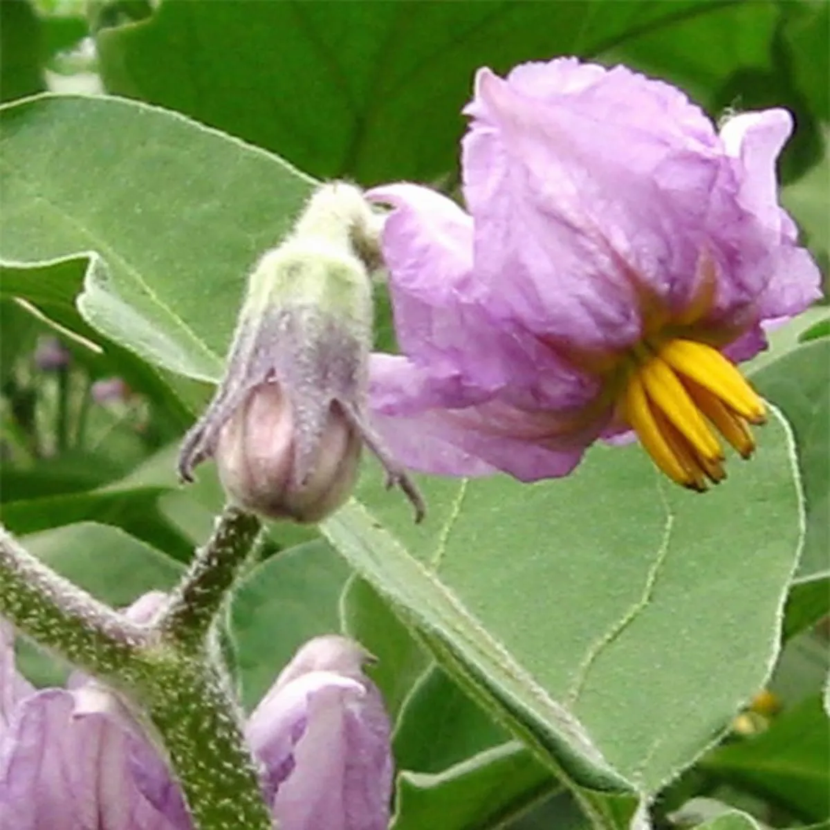 Aubergine 'Black Beauty' (Solanum melongena) Bio Saatgut