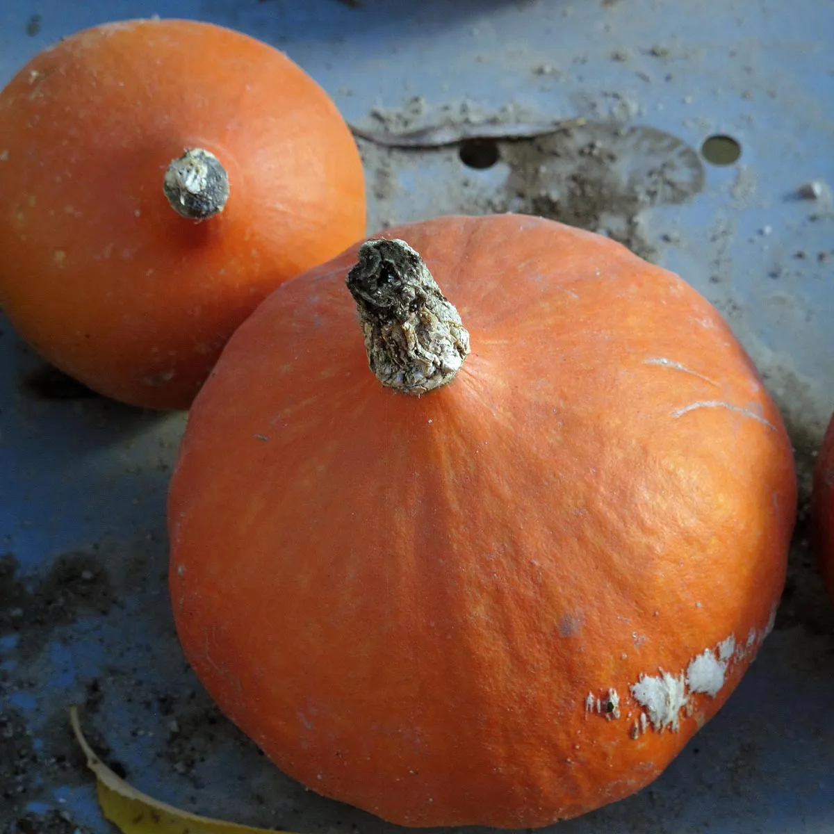 Hokkaido-Kürbis 'Red Kuri' (Cucurbita maxima) Bio Saatgut