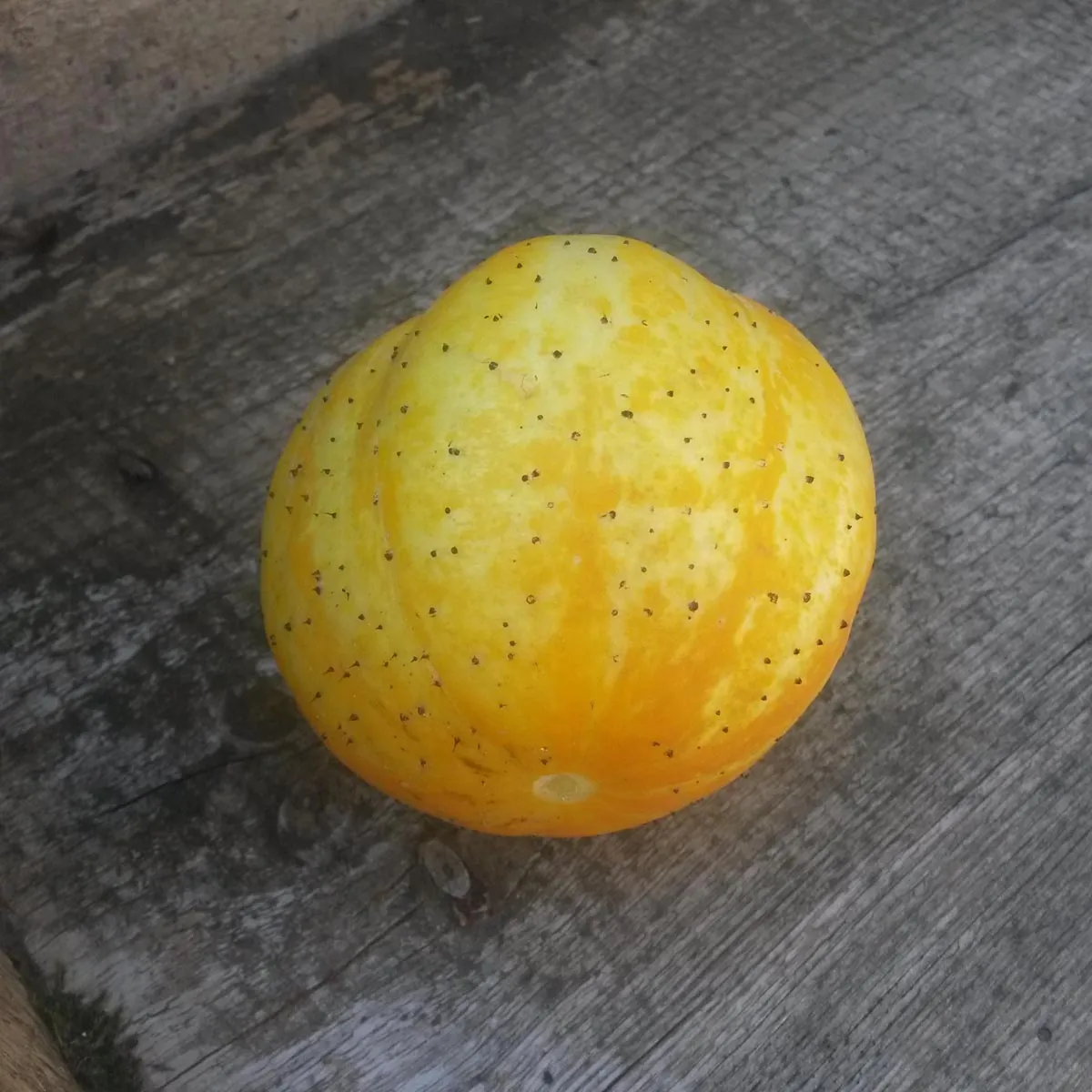 Gelbe Gurke 'Crystal Lemon' (Cucumis sativus) Samen