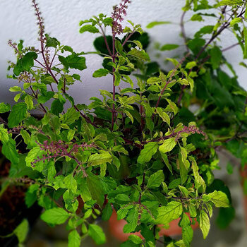 Tulsi, Heiliges Basilikum (Ocimum tenuiflorum), mit violetten Blütenähren