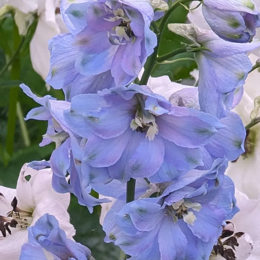 Pazifischer Hoher Rittersporn 'Magic Fountains-Sky Blue, White Bee' (Delphinium cultorum) Samen