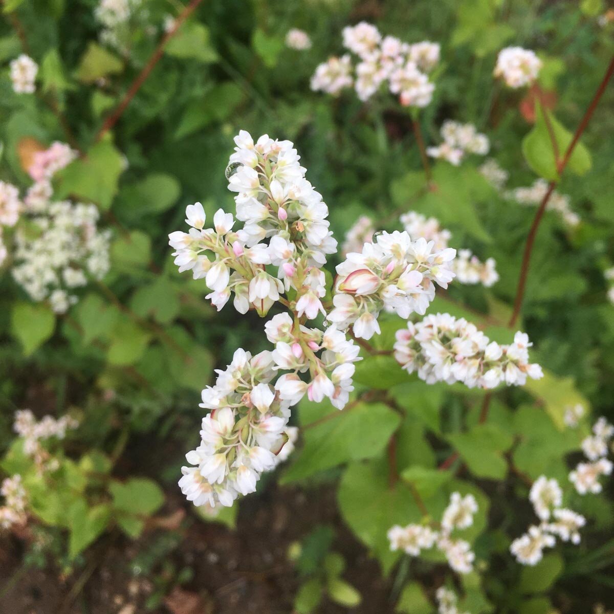 Weiße Blütenstände vom Echten Buchweizen (Fagopyrum esculentum)
