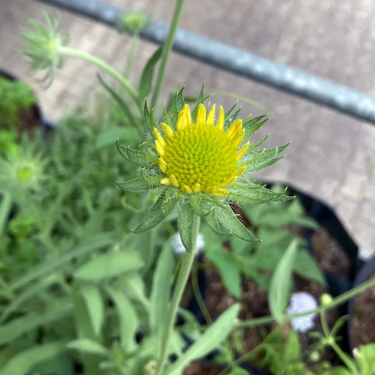 Gelbe Kokardenblume 'Aurea Pura' (Gaillardia aristata) Samen