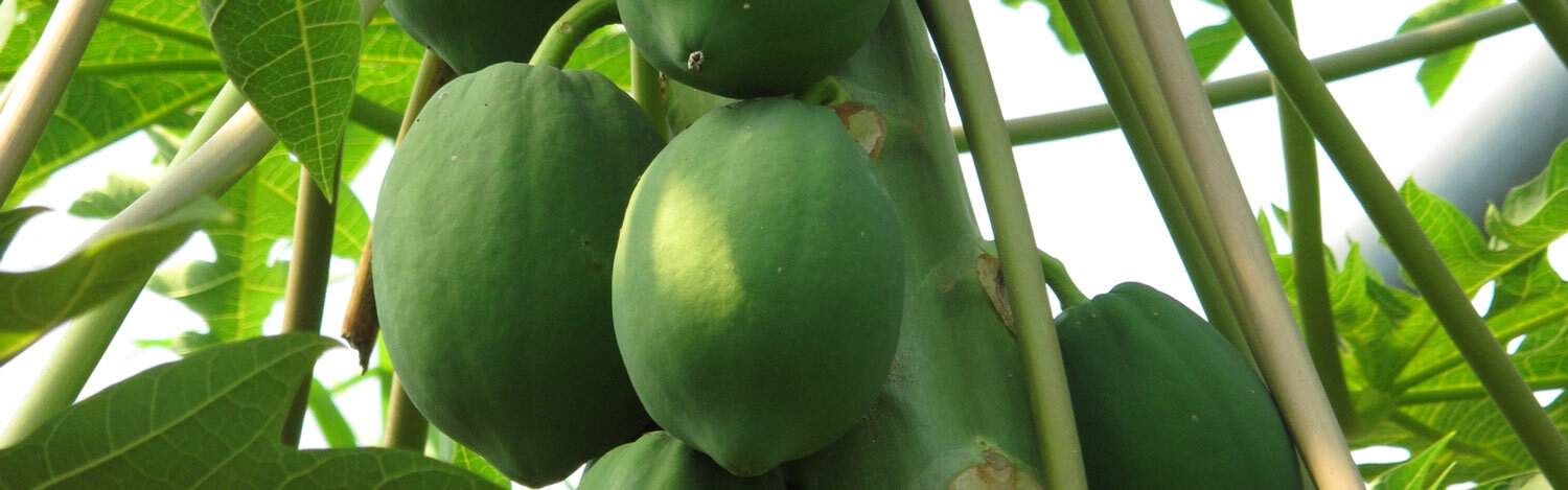 Papayas reifen im Gewächshaus