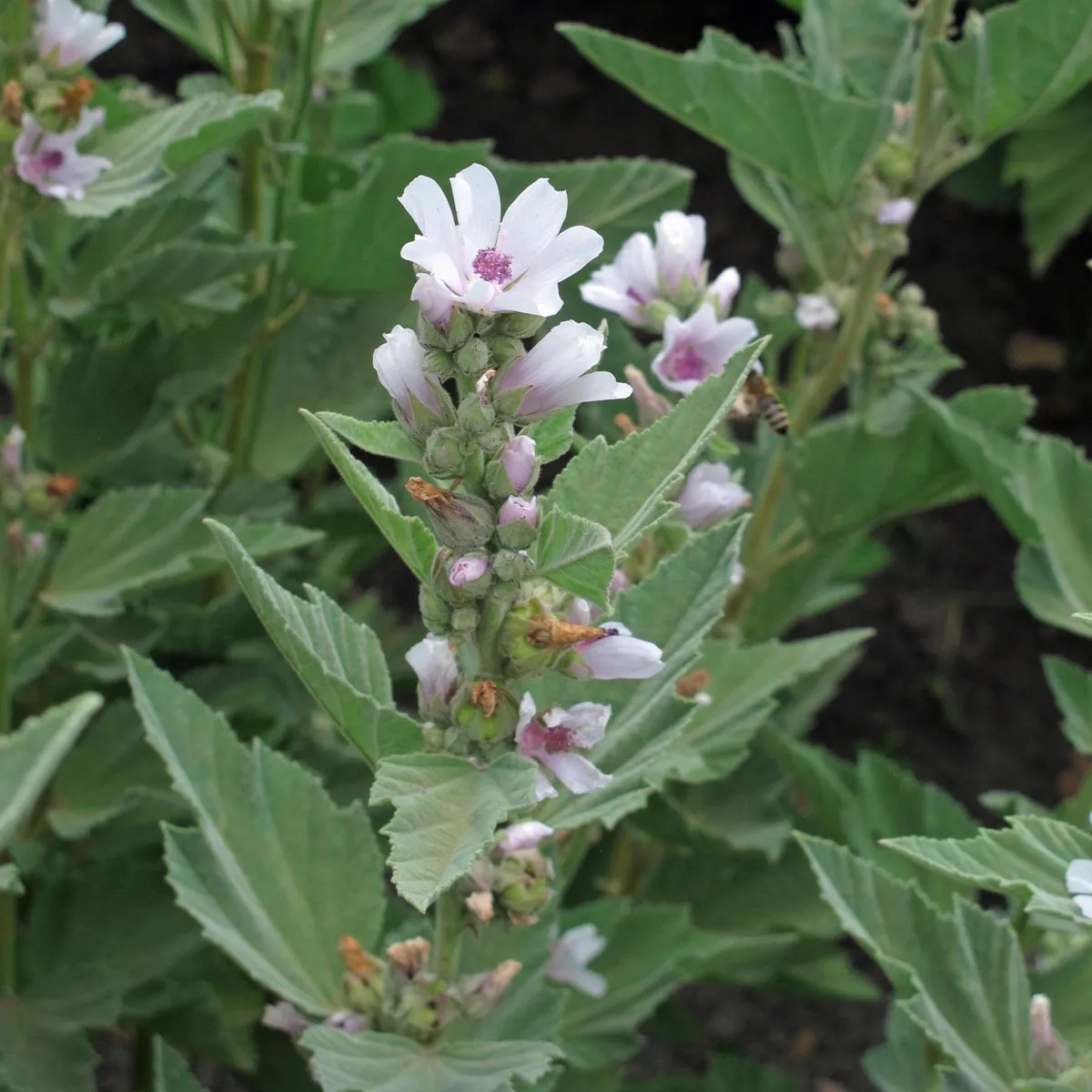Echter Eibisch (Althaea officinalis) Samen