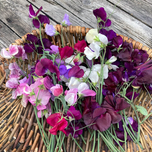 Frisch geschnittene Duftwicken in Weiß, Rosa und Violett auf einem Weidenkorb