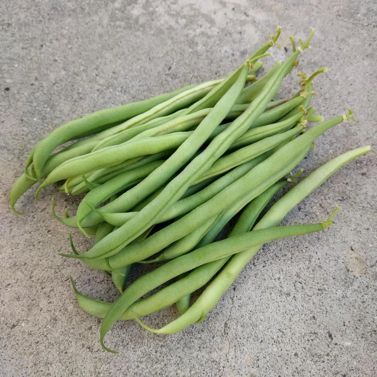 Filetbohne 'Delinel' (Phaseolus vulgaris) Samen